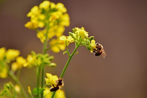 Pollinator zones at state parks are abuzz with action