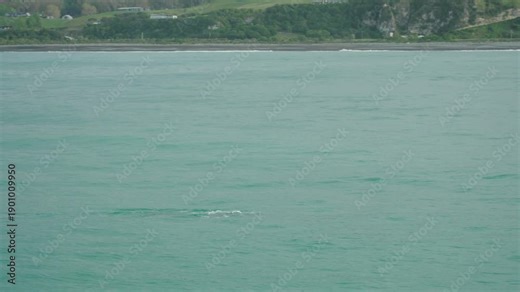 A spotted whale is partially emerging from the water, as seen through a telephoto lens from a boat, not far from shore. the green coast can be seen in the background. a 4K clip. Kaikoura, New Zealand.