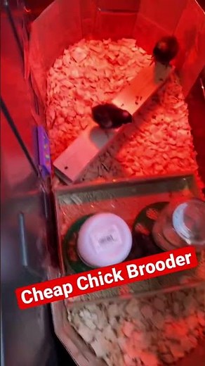Cheap Chicken Brooder Setup