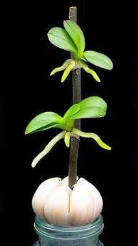 Just garlic!Which will help the orchid root immediately, and 100 new orchid plants will grow.