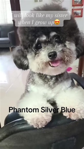 Phantom Silver Blue Toy Poodle: Adorable Growth Journey