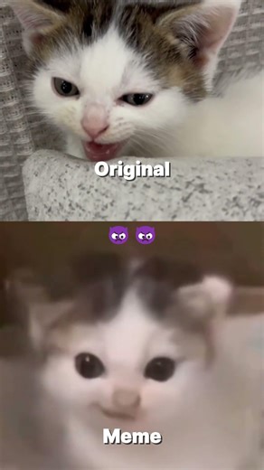 German cat Original vs meme #catvideos #cat #cutecat