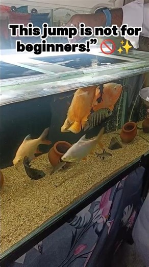 ❤️‍🔥#oscar #shorts #kurlaFishMarket #mumbai #aquarium #fishkeeping #fishshorts #viral #trending #og