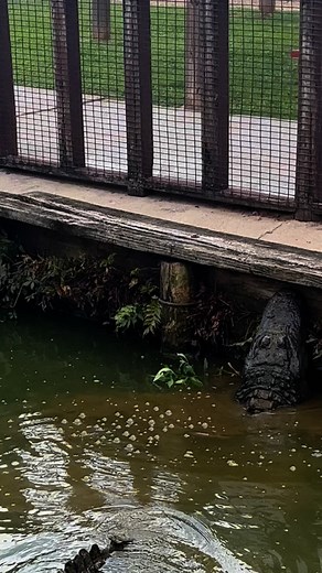 354K views · 4.6K reactions | Looks like they’re still looking for a love connection | Natchitoches Alligator Park | Facebook