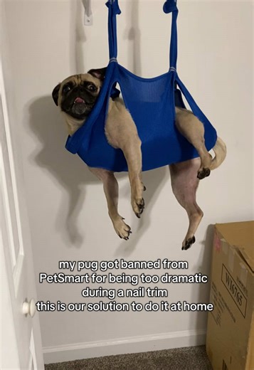 Home Nail Trimming Tips for Pugs Using a Hammock