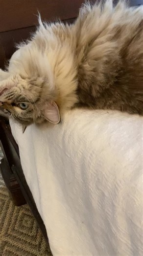 Ragdoll cat cheek fur :) #catsoftiktok #ragdoll