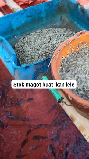 1.4K views · 35 reactions | Persediaan magot untuk ikan lele aman kawan  #magot #ikanlele #leledumbo #peternakmuda #viral #monetisasi | Sifuu Gabluk | Facebook