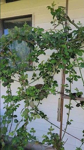How to prune thornless blackberries