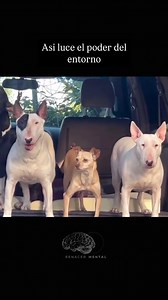 229K views · 24K reactions | “Tu entorno influye en ti, pero no te...