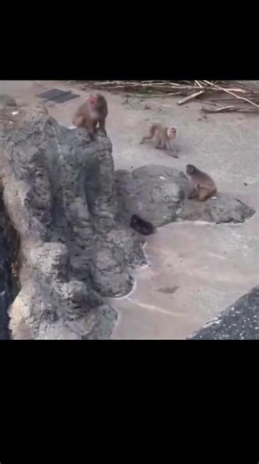 またパンチが虐められたが、これは群れに適合するためには仕方がない。Punch was abused again.