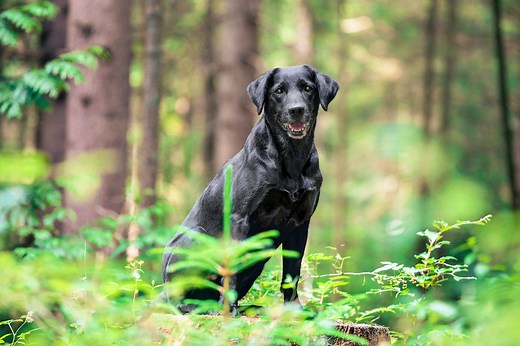 Can you give dogs paracetamol and what is the best pain relief for dogs?