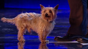 Ant runs scared as Max the dog returns to the BGT stage!