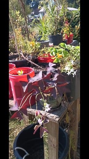 I found 2 different varieties of oxalis and they're both blooming! | Scott Fuller