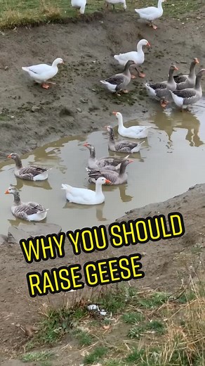 The Benefits of Raising Geese for Your Farm: A Homestead Guide