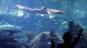 Video Shows Student Jumping Into Shark Tank in a 'Dare Stunt'