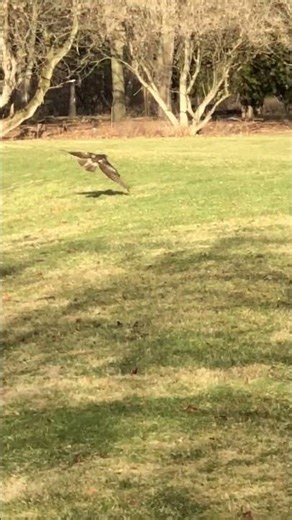 I Saw This HAWK Bird FLY OFF FED UP with BULLY BLUE JAY 😍