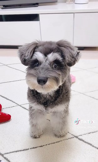 可愛いミニチュアシュナウザー、ティノちゃんの日常生活