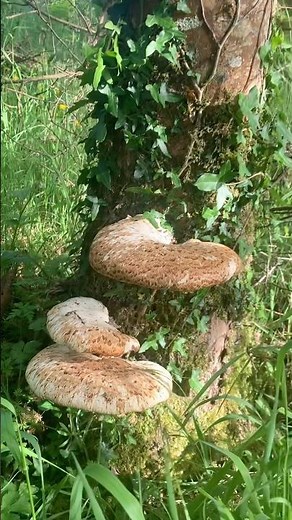 Dryads Saddle in Eryri National Park