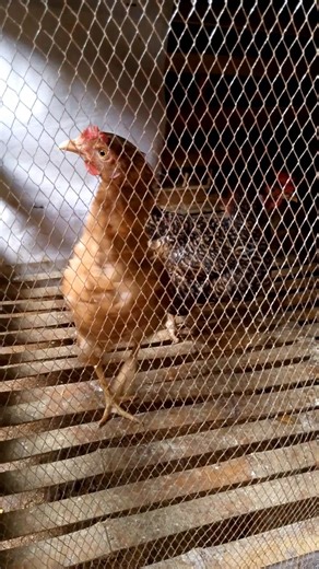 How to Calculate Feed Cost Per Bird 🐔💰 #backyardchickens #chickenfarming #chicken #poultry #chickenfarm #poultryfarming | Agu Farms