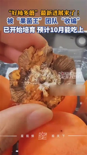 “好柿多蘑”最新进展：被“果菌王”团队收编，已开始培育