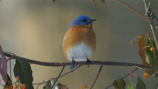 Early spring marks sign of climate change