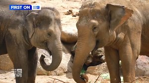 There's been huge excitement at Melbourne Zoo over the past few months with the arrival of three Asian elephant calves. We went behind-the-scenes to discover how females are running the show when it comes to the Zoo's gigantic residents. #9News | WATCH LIVE 6pm | 9 News Melbourne
