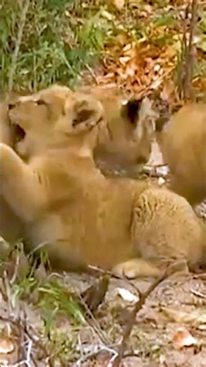 Lion Cub family Moments with Gentle Melodies