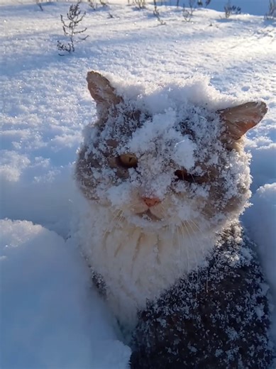очень смешно но похоже коты не в восторге🤣#зима #winter #cat #кот
