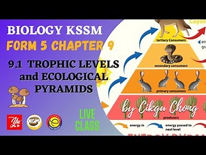 9.1 TROPHIC LEVELS and ECOLOGICAL PYRAMIDS