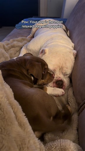 Potato the Most Amazing Grandpa Dog
