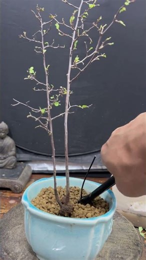 Next year I will have a beautiful spirea in bloom