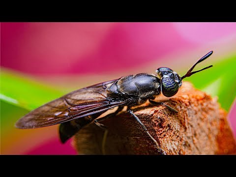 Insect Engineers Company Movie