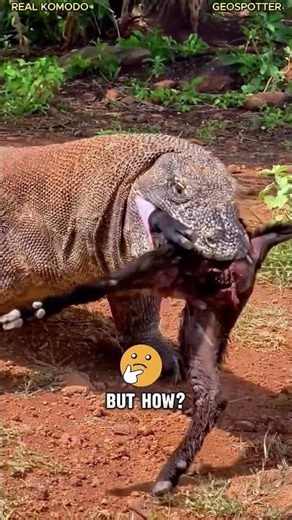 He Swallowed a Whole Baby Goat - No Chewing 😳🔥