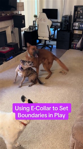 I think that it’s important for dogs to learn to set boundaries with other dogs. In the past, I put my dogs in bad situations and bad things happened. In an attempt to address it I kind of overcorrected and started stepping in the second my dogs were uncomfortable and I was doing them a disservice by not allowing them to develop valuable skills. So now I try to take a balanced approach. I let my dogs (as well as my training dogs) set boundaries and only step in if the other dog blows off that co