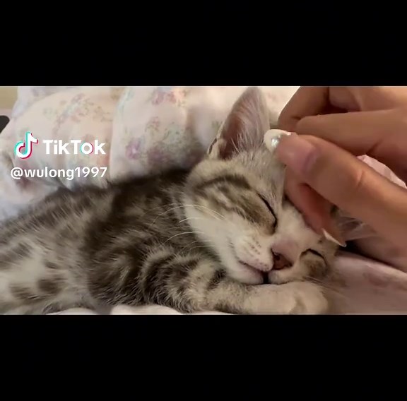 Cute Kittens Compilation: Adorable Moments to Enjoy