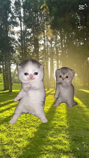 🐱💃 Two Little Dancing Kittens | The Cutest Cat Dance Ever! 😻✨