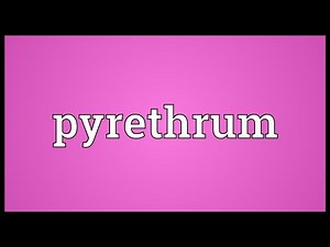 Pyrethrum Meaning