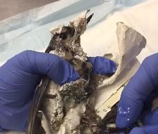 Experts: If you use these pest traps, you could be tormenting wildlife near your home