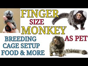 Marmoset Monkey | Pet Care | The Smallest Pet Monkey