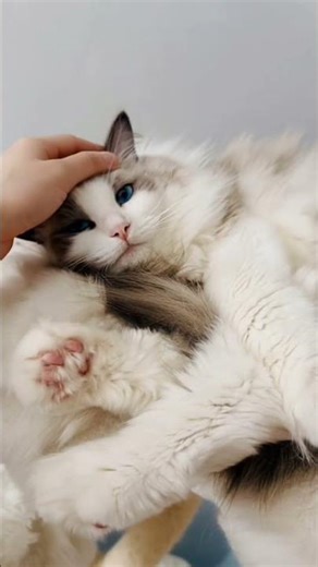 Cats around the world. Ragdoll breed. Blue point bicolor. Blue eyes. Spirit lifting. #cat #therapy