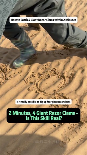 2 Minutes, 4 Giant Razor Clams - Is This Skill Real? Can someone really dig up four giant razor clams in just two minutes? Today, we put that question to the test by watching an experienced beach forager show his incredible clam-digging skills in real time. From reading the sand holes to judging the exact direction of each burrow, every move is fast, precise, and based on years of experience. Giant razor clams are known for digging deep and escaping quickly, which makes them extremely hard to ca