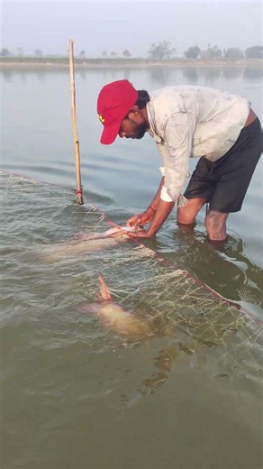 There have been huge fish after the flooding of the river Ganga #fishhunting2 #fishing #Netfishing
