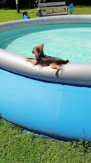 🐶🐬 #fürdich #fypツ #foryou #dogsoftiktok #dogswimming #pool #fail #irgendwasstimmtdanicht