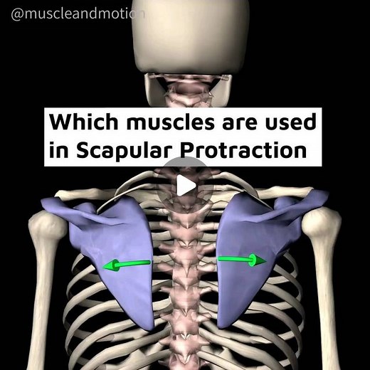 Muscle & Motion | Think you’re a movement expert!? Let's see how good your Kinesiology knowledge is 📢 Which muscles are used in Scapular Protraction❓... | Instagram