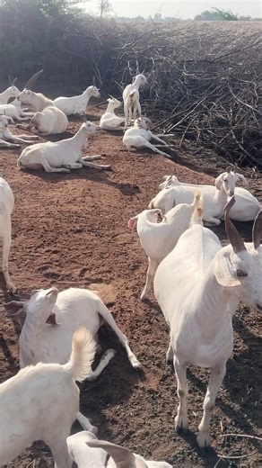 Relaxing Day at the Farm: Hanging Out with the White Goat Herd 🐐✨