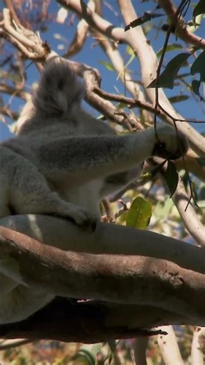 Just hanging around and eating my food 🥬🥦💚 #wildlife #documentarychannel #nature