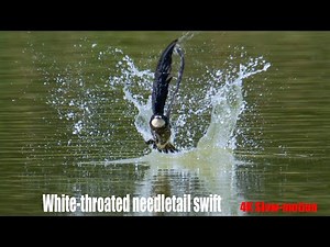 ハリオアマツバメ 2022 4Kスローモーション White-throated needletail swift