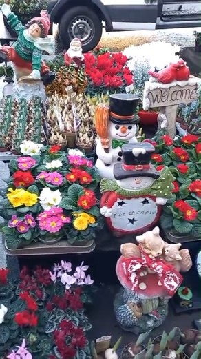 We are on the streets today at Ennis Town Market! And we are at the garden centre too, where we have a limited number of Christmas trees still available, plus gifts vouchers as a great gift idea | Blossoms On The Go Garden Centre