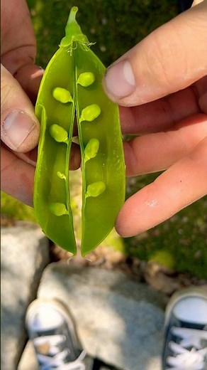 The Sound of Fresh Peas Snapping Open…