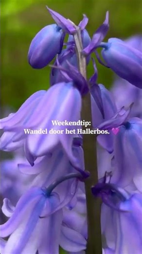 POV: You are walking through the Hallerbos 💜 Surrounded by a sea of ​​purple bluebells 🌸✨